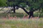 Axis Deer (Axis axis) herd Art Print